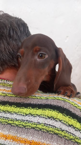 Amigo, süßer Kurzhaardackelwelpe geb. 2025