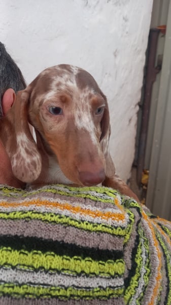 Alpha, süßer Kurzhaardackelwelpe geb. 2025