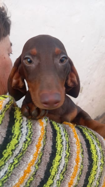 Abraxxas, süßer Kurzhaardackelwelpe geb. 2025