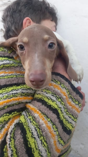 Armani, süßer Kurzhaardackelwelpe geb. 2025