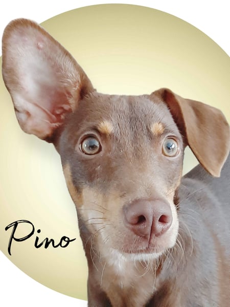 Pino, ein zarter freundlicher Bub