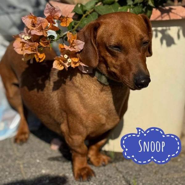 Snoop möchte geliebt werden