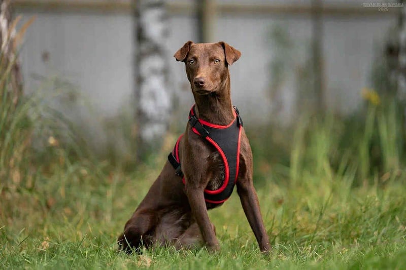 Liebenswerter Tommy sucht seine Familie