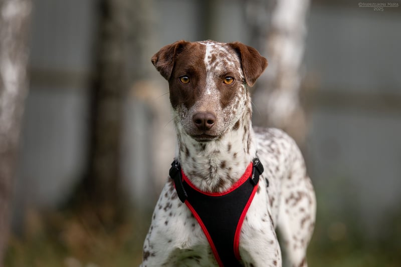 Hübsche Kira sucht liebevolles Zuhause