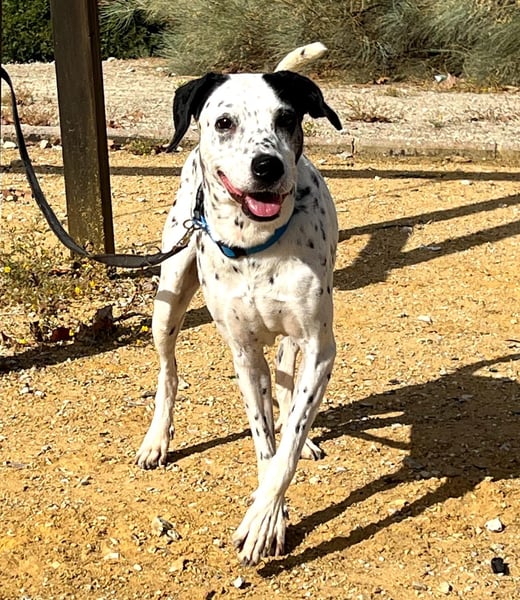 Bella, hofft auf eine neue Chance