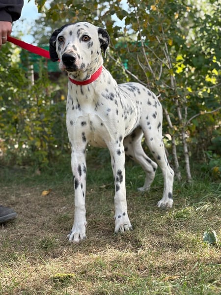 Kongo sucht ein warmes Plätzchen