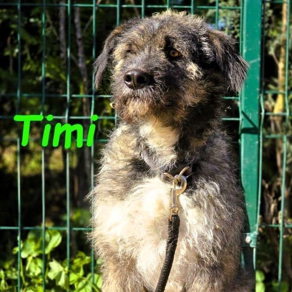 Timi 09/2023 (ESP) - aufgeschlossener und liebevoller, freundlicher Drahthaar-Mix!