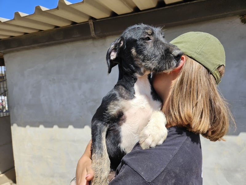 Calliope: sie hat soviel Liebe zu geben