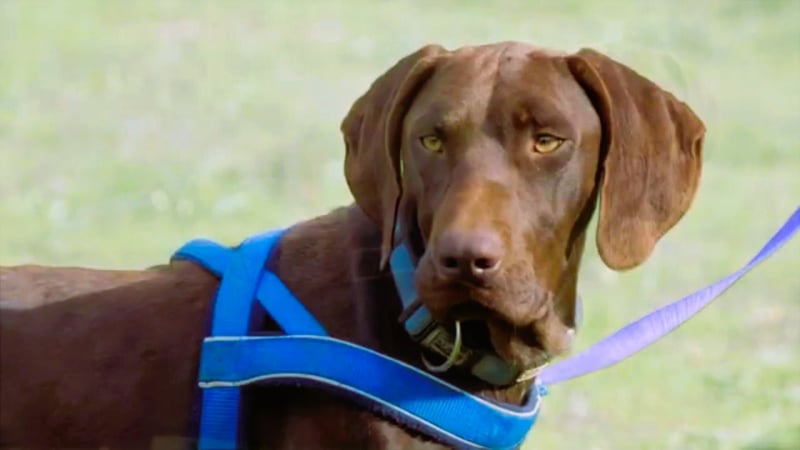 Ranger – ein Prachtkerl