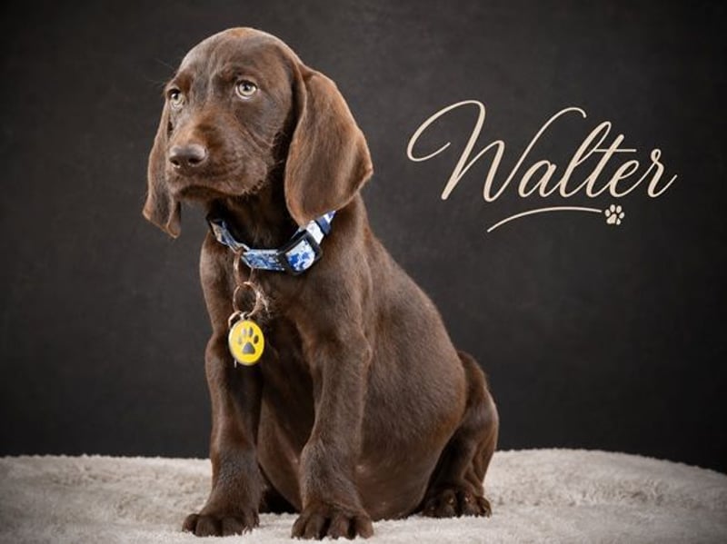 Walter - sanfter Junge