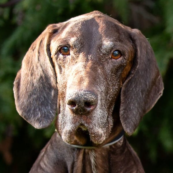 Birko - liebt Nähe und Zuwendung - Tierhilfe Franken e.V.