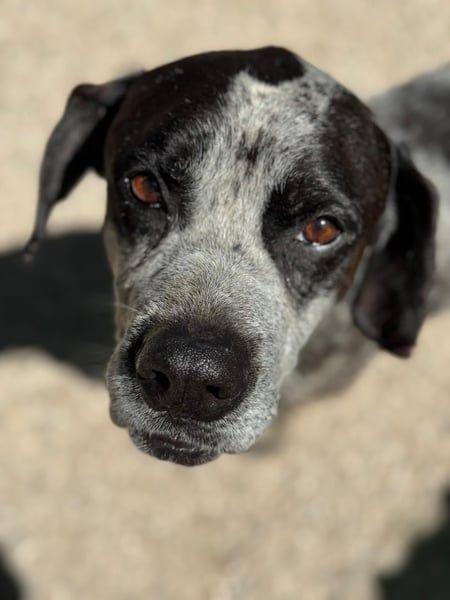 Lennon, wartet auf seine Chance