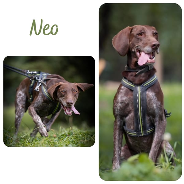 Neo wartet in Tierheim 75177 Pfortzheim