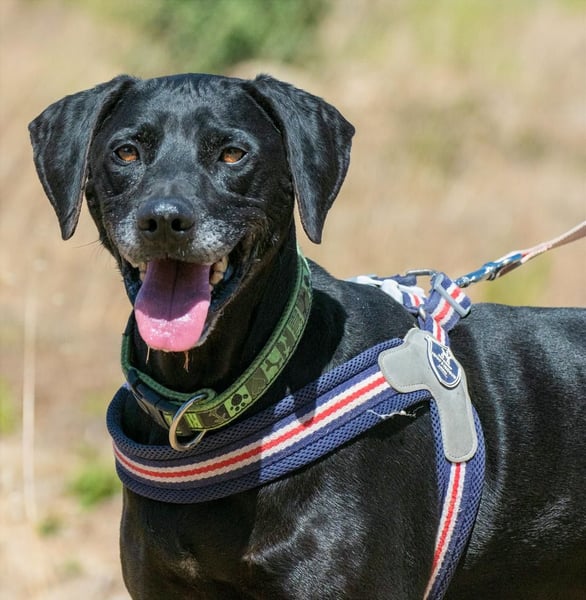 Amadeo - ein guter Kerl