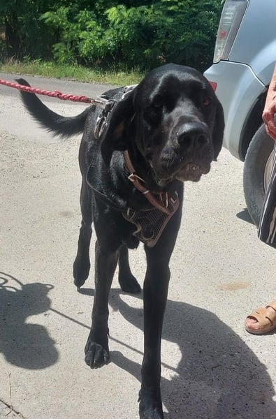 Maci sucht eine Familie!