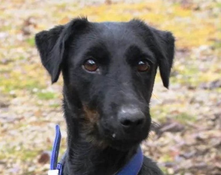 Jully ❤️ aktiv, lebhaft+ gelehrig!