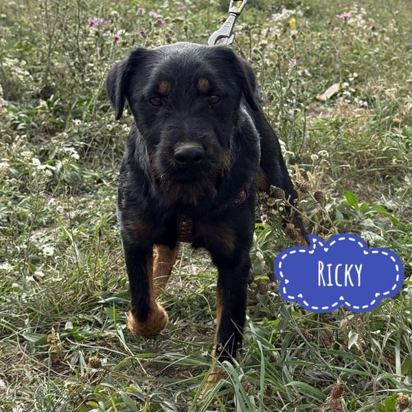 Ricky ein unglücklicher Engelchen