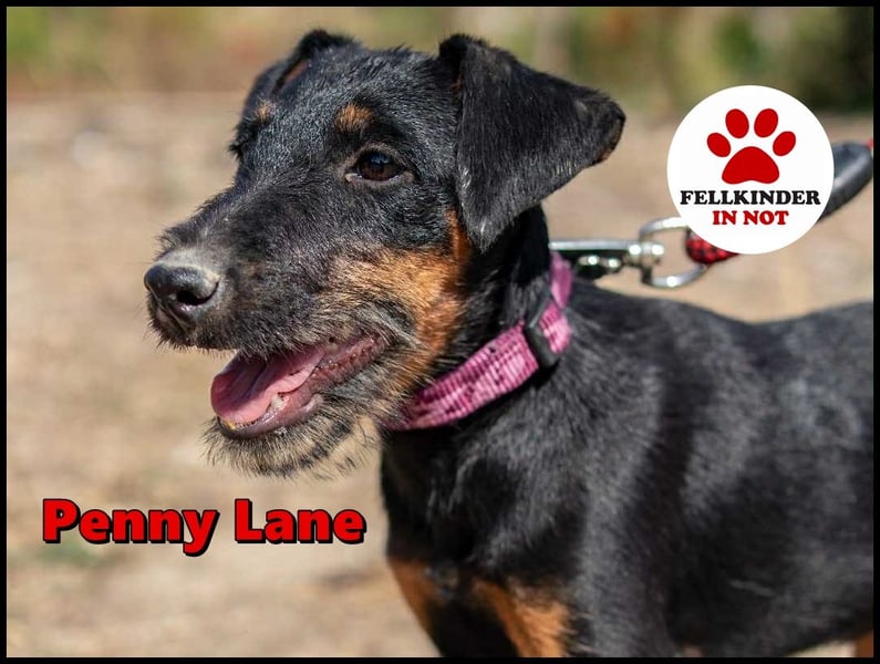 Junghündin, Welpe, Deutscher Jagdterrier Hündin Penny Lane sucht....