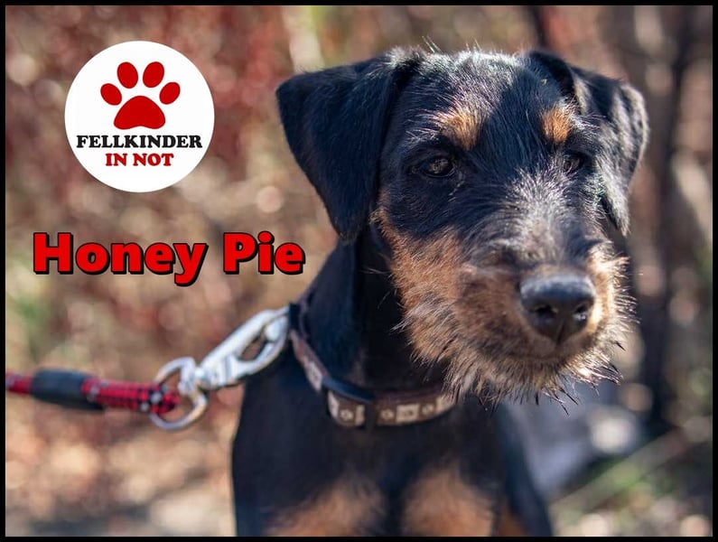 Junghündin, Welpe, Deutscher Jagdterrier Hündin Honey Pie sucht....