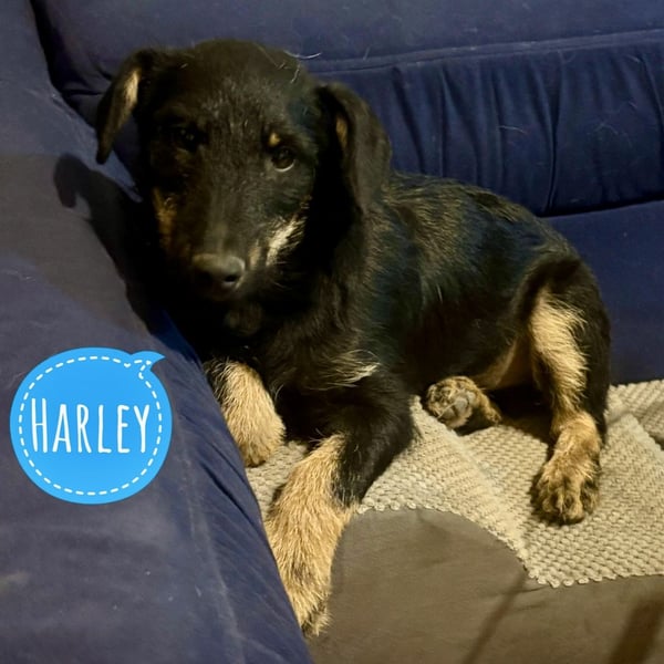 Harley ein kleiner liebevoller Bub