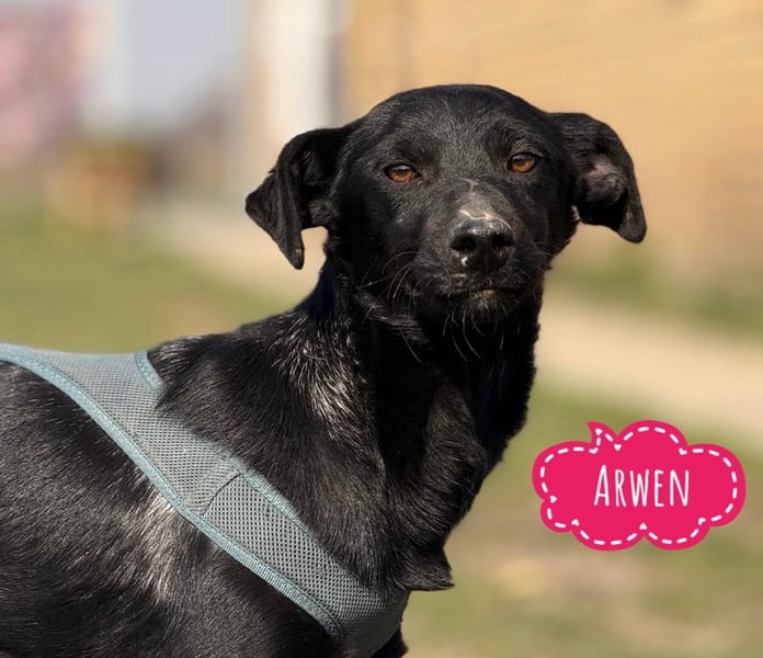 Arwen - unsichtbar in Tierheim