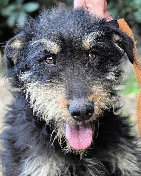 Brandyon - Kleiner Kerl mit großer Persönlichkeit part one