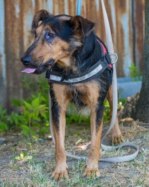 Hedi SI, liebt Menschen über alles