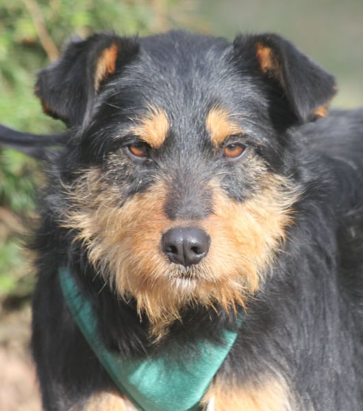 Joschi 43cm geb. 06/2024wartet in 38539 Müden/Aller