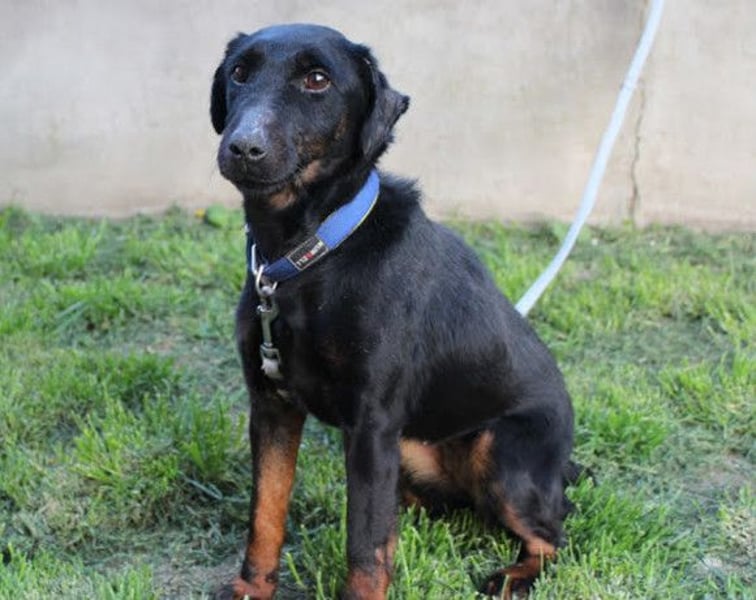 Jully ❤️ aktive, lebhafte+ gelehrige Jagdterrier Hündin!