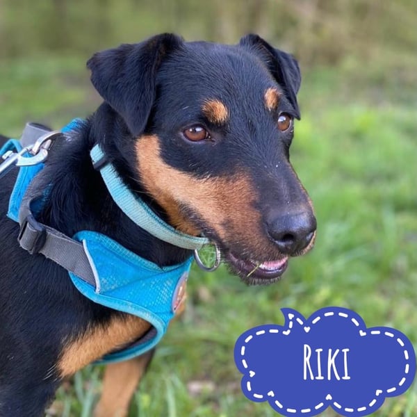 Riki - ein trauriges Schicksal