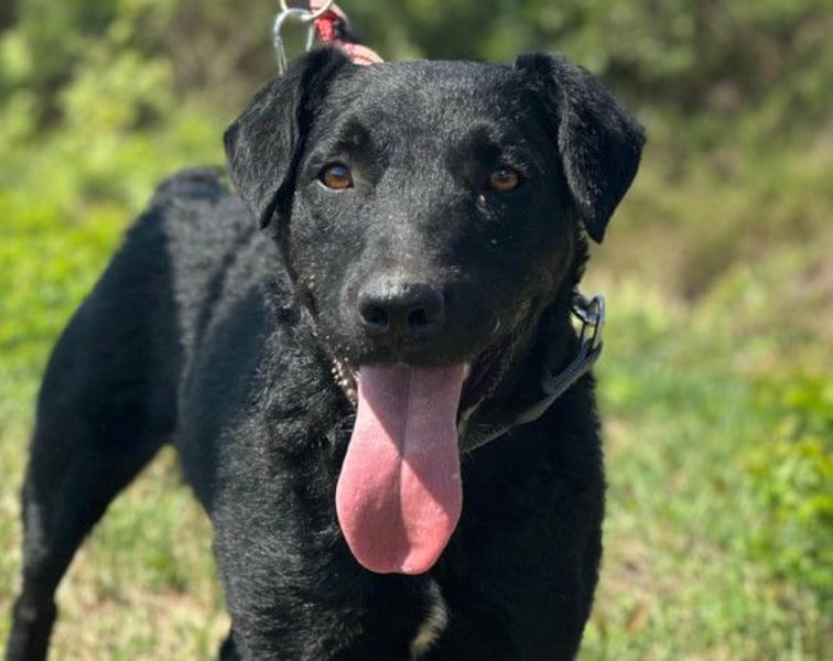 Feiner, kleiner Rüde Bono ❤️ Jagdterrier- und Kroatischer Schäfi-Mix
