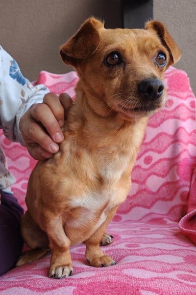 Süßer ♥Sammy♥ Pinscher-Mix-Schätzchen