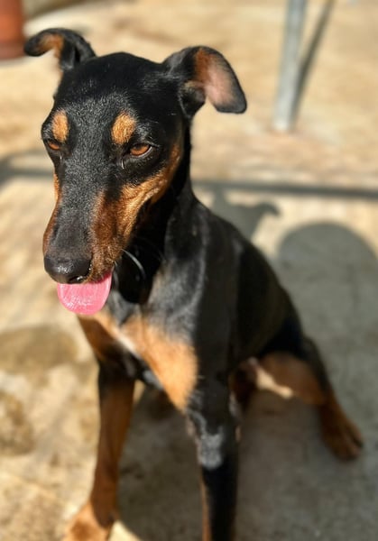 wunderschöne und aktive Pinscher-Mix-Junghündin