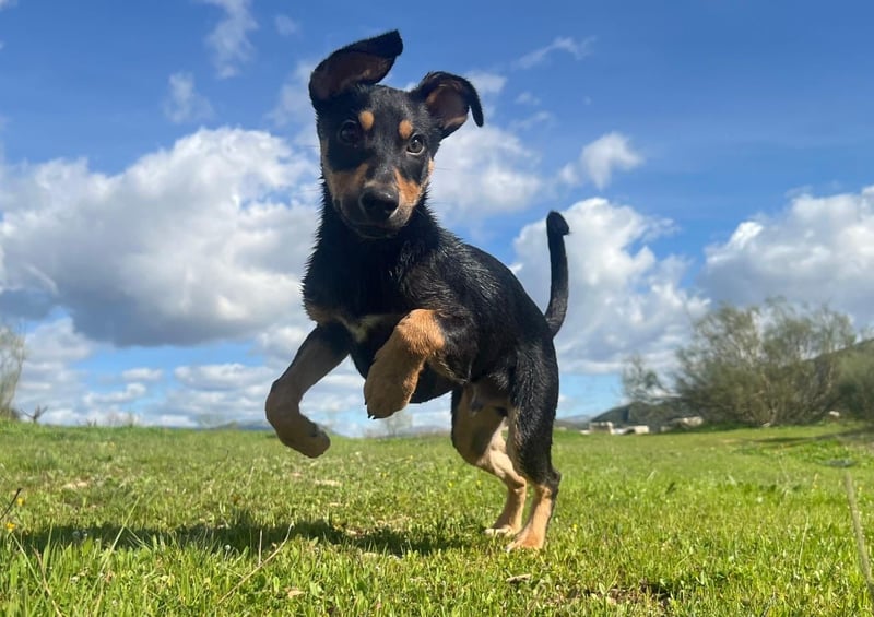 Fosquito, ein katzenverträglicher Gute Laune Hund