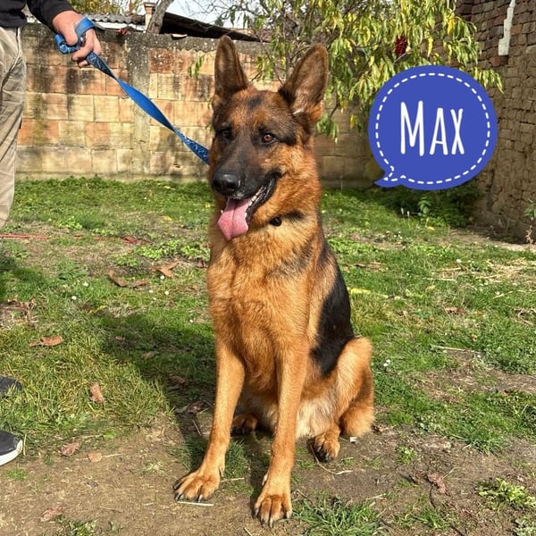 Max ein wahrer Kämpfer