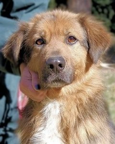 Zenone - Schäfi auf der Suche nach seinen Menschen