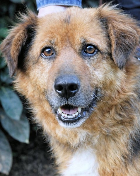 Zenone - Die unbeantwortete Frage von 2021