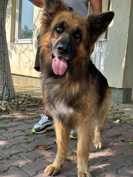 Nero, 6 Jahre, 65cm sucht seine Menschen