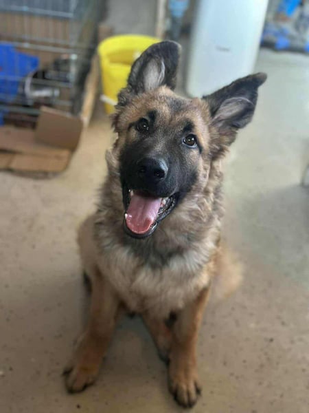 Hector, geboren 15.03.2025, 65cm sucht seine Aufgabe