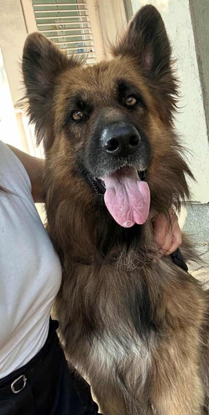Nero, 6 Jahre, 65cm sucht seine Menschen