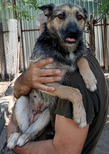 Norka - diesen Hund sollte man kennenlernen