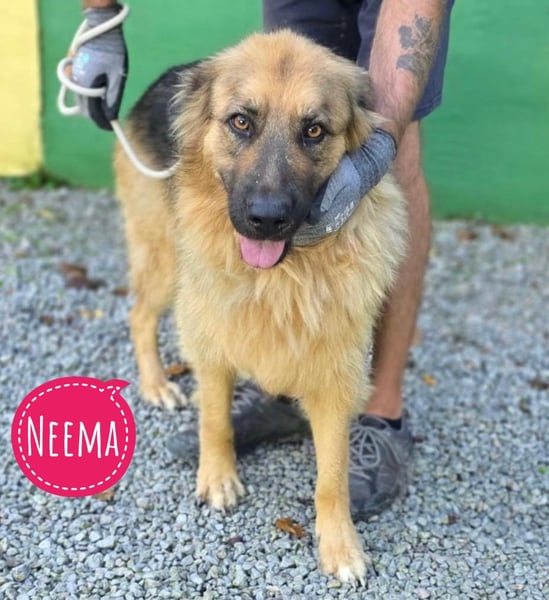 Neema eine wunderschöne Pracht
