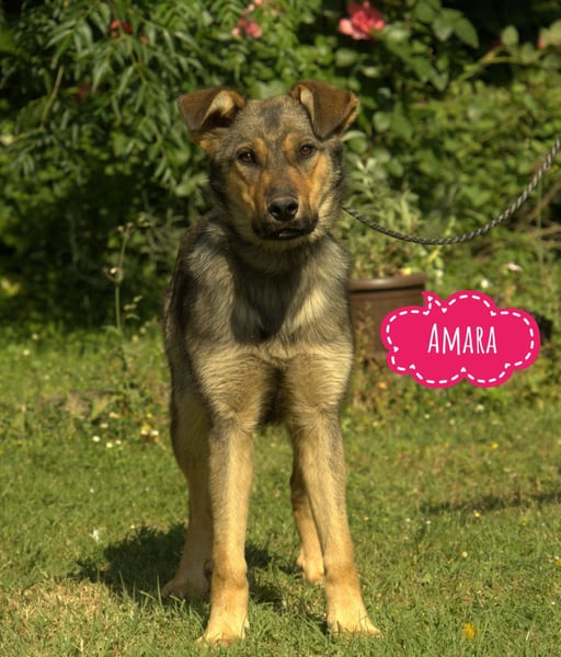Amara ein zartes Wesen