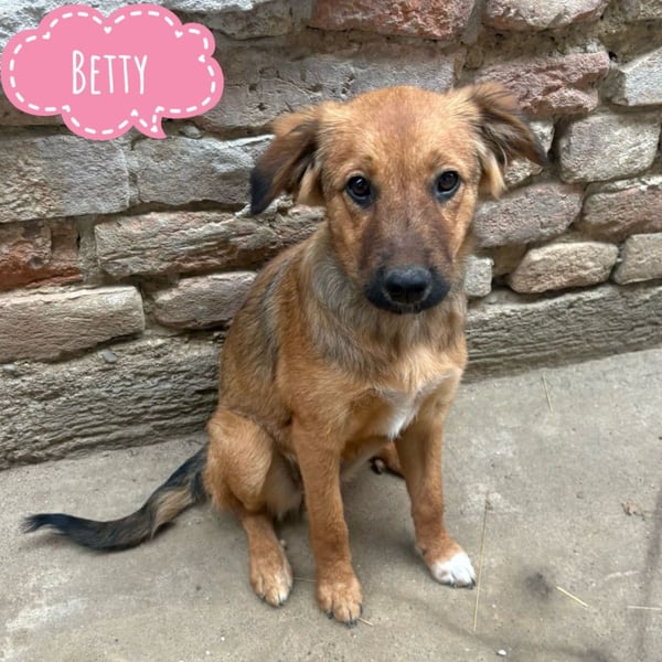 Betty braucht unheimlich viel Liebe
