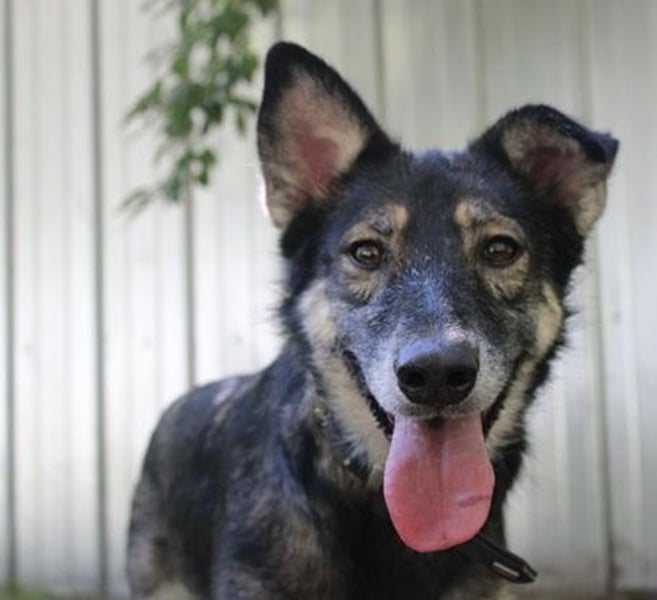 Camilla, Schäferhund-Husky-Mischling, geb. 2022, schlaue, liebevolle Hündin