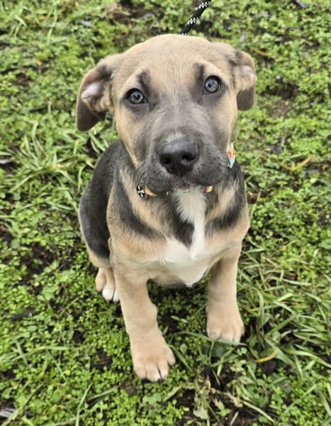 Rübe - Nr. 1 der R-Welpen Truppe