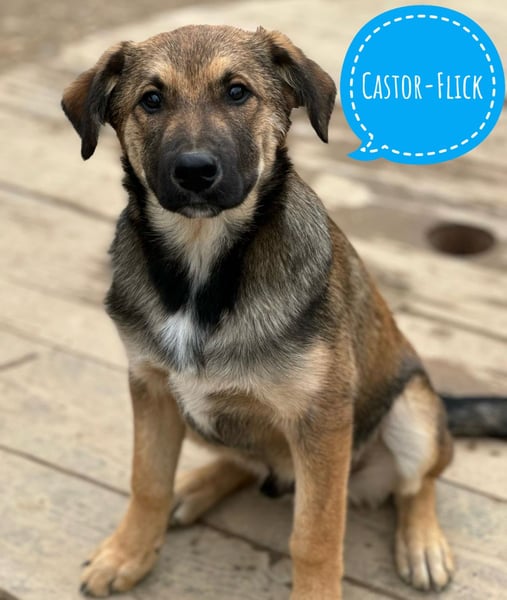 Castor ein wundervoller sanfter Engel