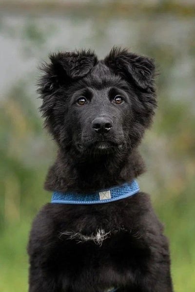 Fröhlicher PLATOSHA wird ein guter Spielkamerad