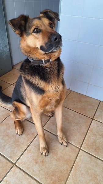 Oscar - dein Kumpel mit Teddy Charme