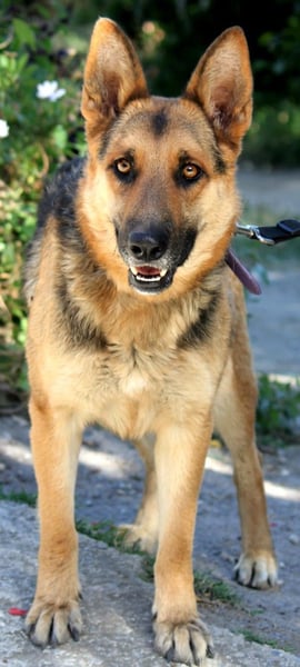Lucy sucht ihr Für-Immer-Zuhause